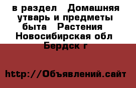  в раздел : Домашняя утварь и предметы быта » Растения . Новосибирская обл.,Бердск г.